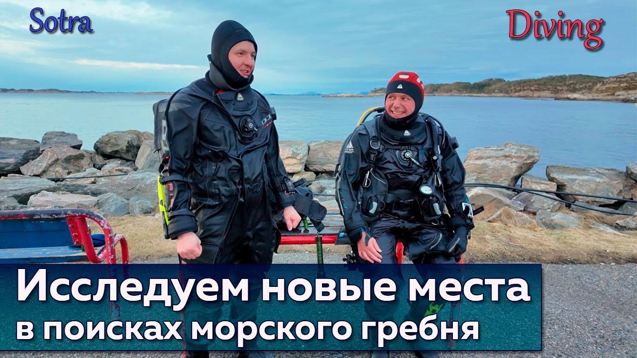 Дайвинг в Норвегии Крабы и Морской Гребешок