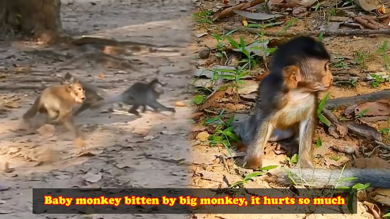 The mother monkey left the baby monkey alone, causing the baby monkey bullied by the bad monkeys