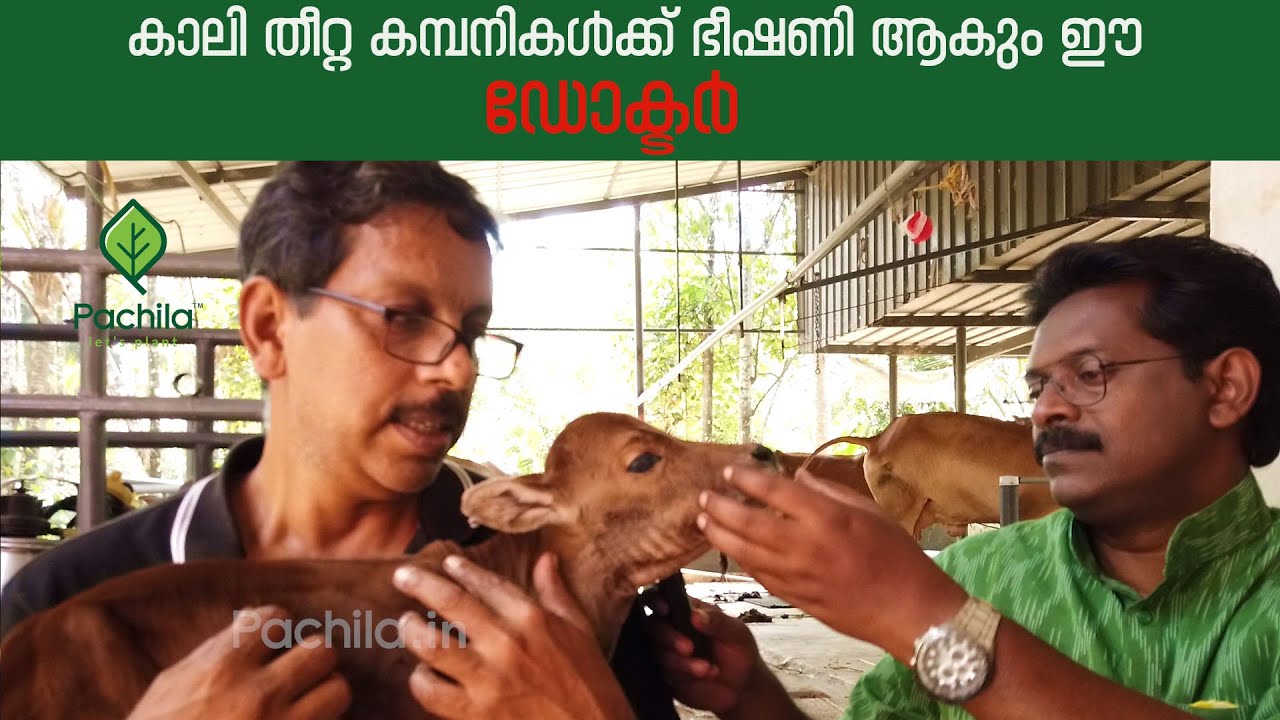 ക്ഷീര കർഷകർക്ക് ലാഭം കൊയ്യാൻ ഡോക്ടർ ദീപുവിൻ്റെ വിജയ മാതൃക/Microbes in dairy farming #PACHILA #പച്ചില
