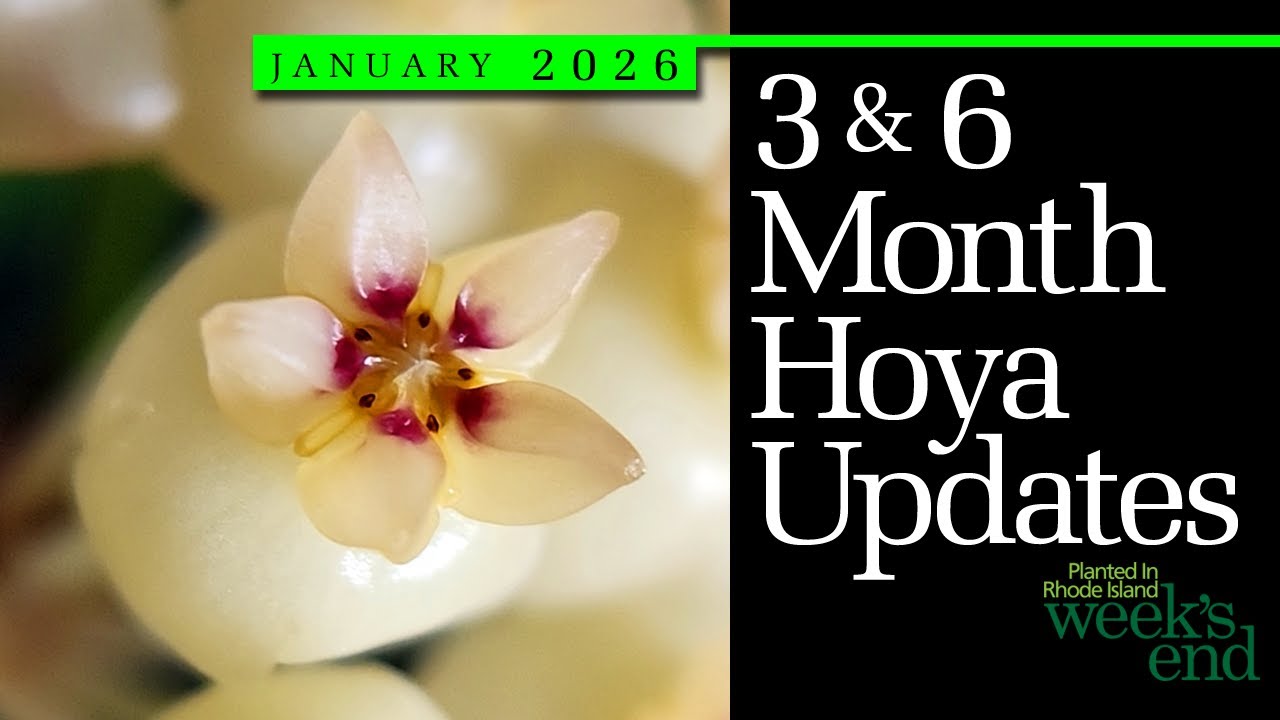 3 & 6 MONTH HOYA UPDATES | Hoya serpens, Hoya boycei, Dischidia acuminata, Hoya Blooms, And More!