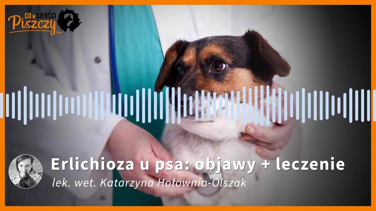 Erlichioza u psa | Lek. wet. Katarzyna Hołownia-Olszak