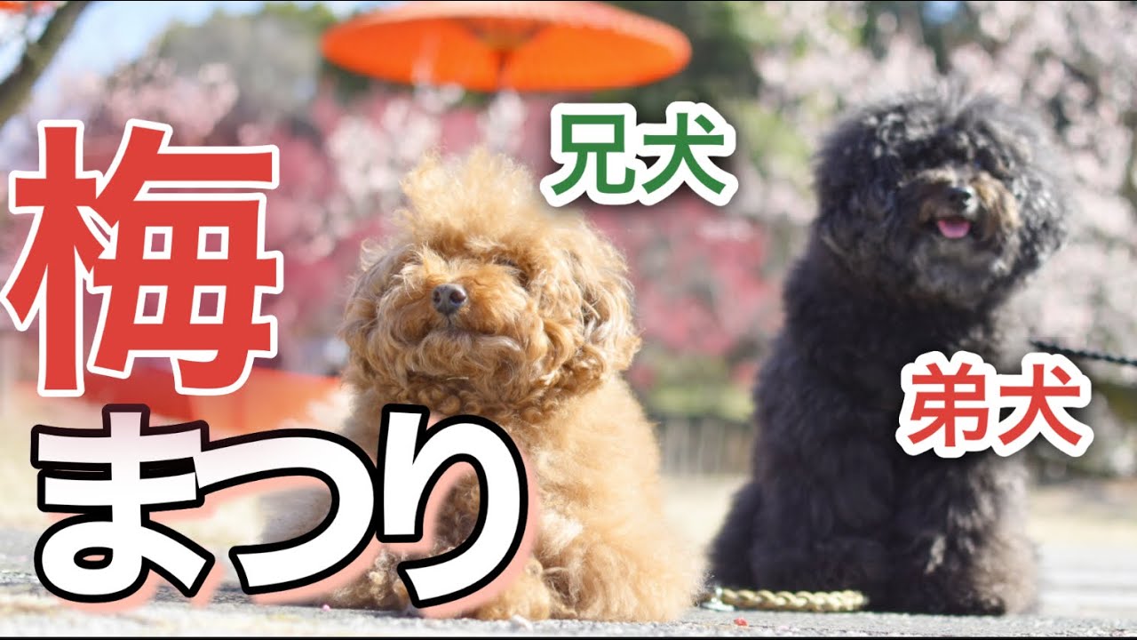 【佐布里池】梅に○○○が？！そんなバカな？！#梅まつり