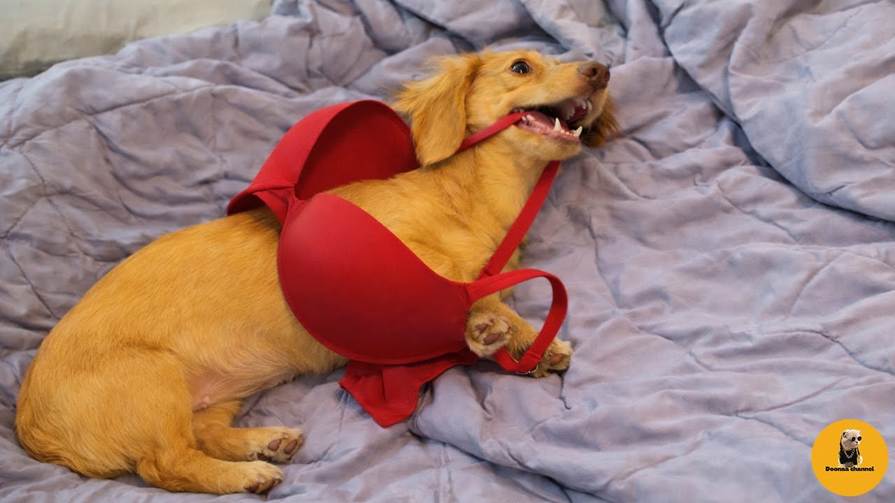 🤣 Can't Stop Laughing: Funny Dog Fails & Heartwarming Clips! 🐶😂