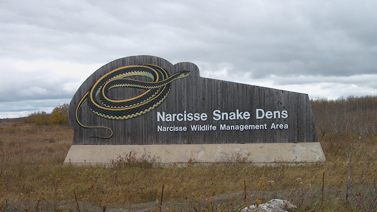 Narcisse Snake Dens | Manitoba&rsquo;s Incredible Snake Migration