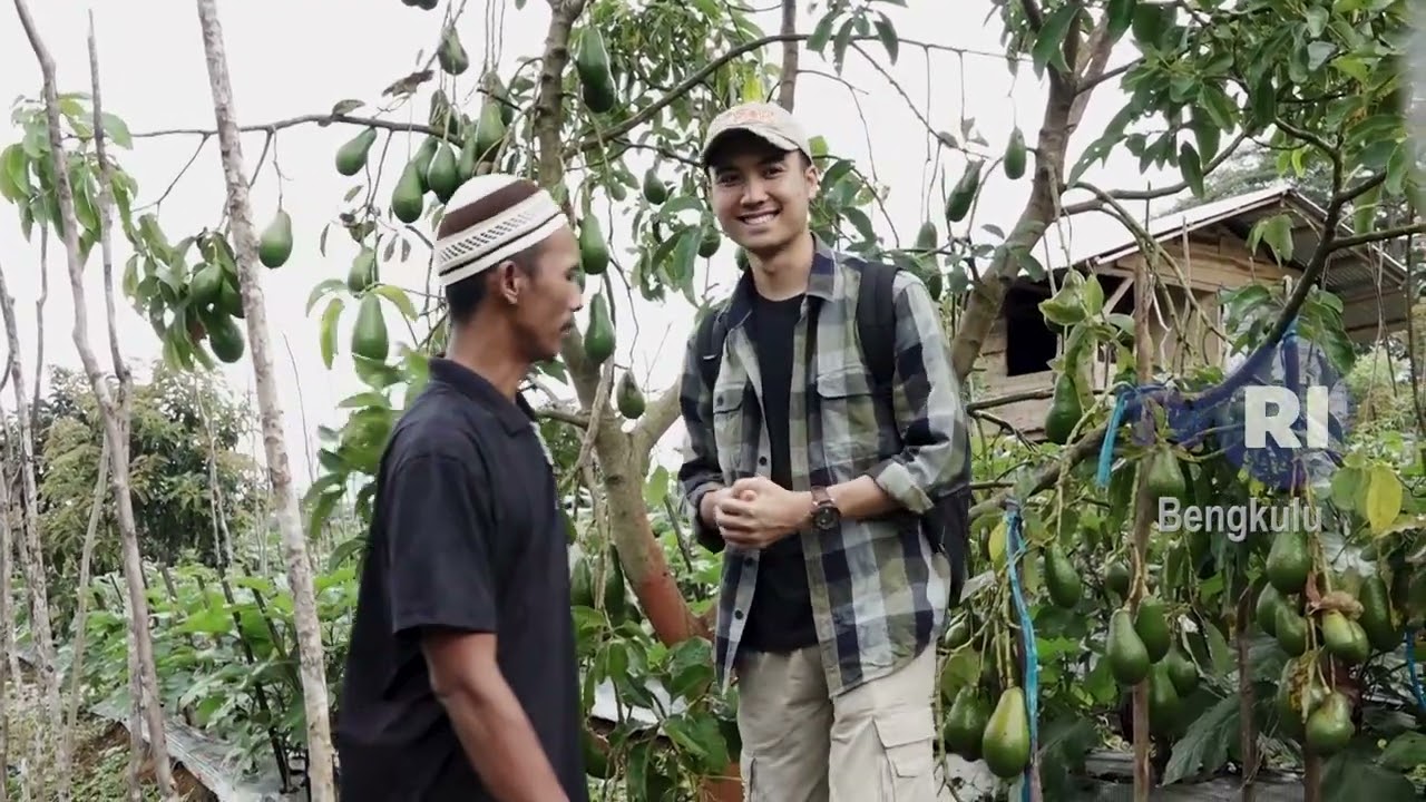 INFO DESA ALPUKAT PANGERAN