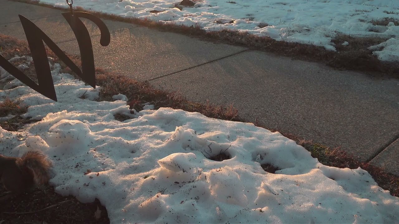 Squirrels and Birds in Melting Snow