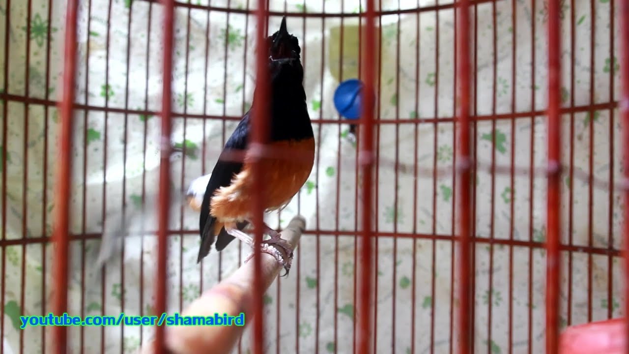 ลีลานกไทย (Rave) White-rumped shama