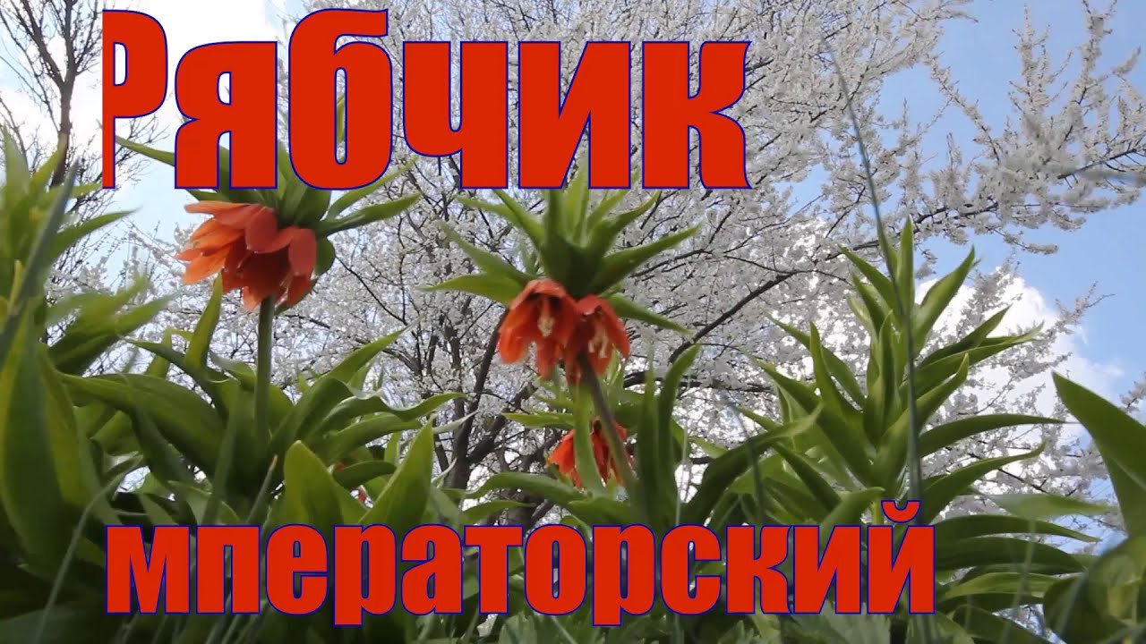 Рябчик императорский - зачем выкапывать его на лето...