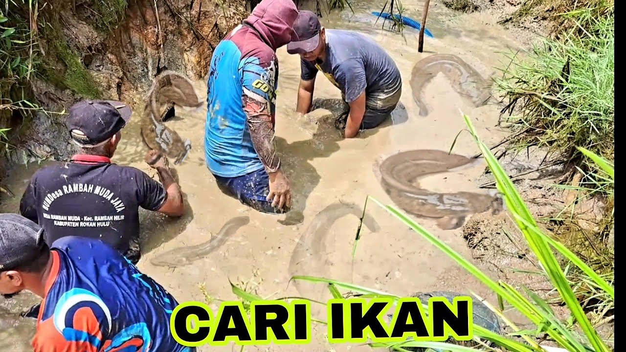 MENGURAS IKAN DI RAWA DALAM SUMATRA