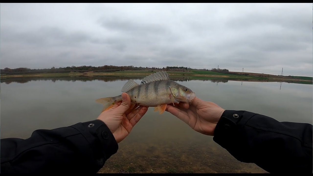 Balık tutmaktan yorulduk / Lrf Perch avı