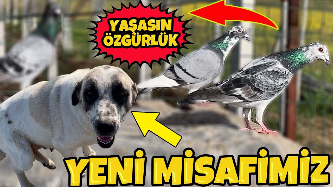 Sokak Köpeği Sahiplendik,  Güneş Paneli ile Taşlama ve Matkap Çalıştırdık, Kuşlar ne alemde ?