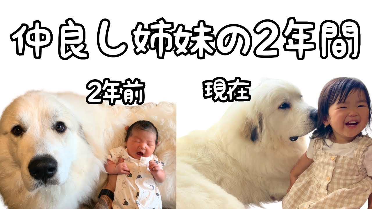 【祝♡】超大型犬が産まれた時からずっとお世話をしていた妹が２歳に！2人を振り返るとそこには愛しかありませんでした。｜グレートピレニーズ&オールドイングリッシュシープドッグ&トイプードル