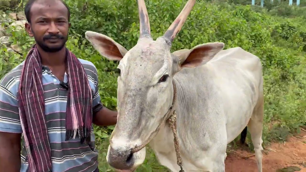 Hallikar cow for sale