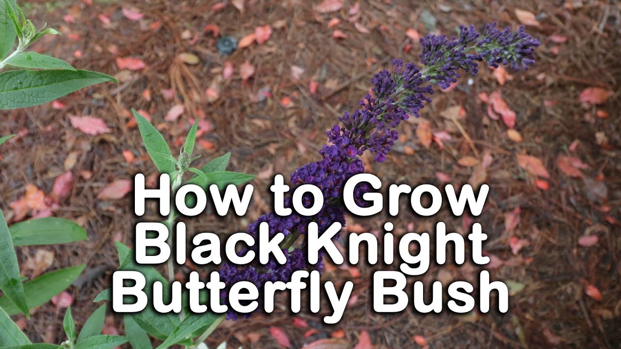 How to grow Black Knight Butterfly Bush (Dark Purple Butterfly Bush)