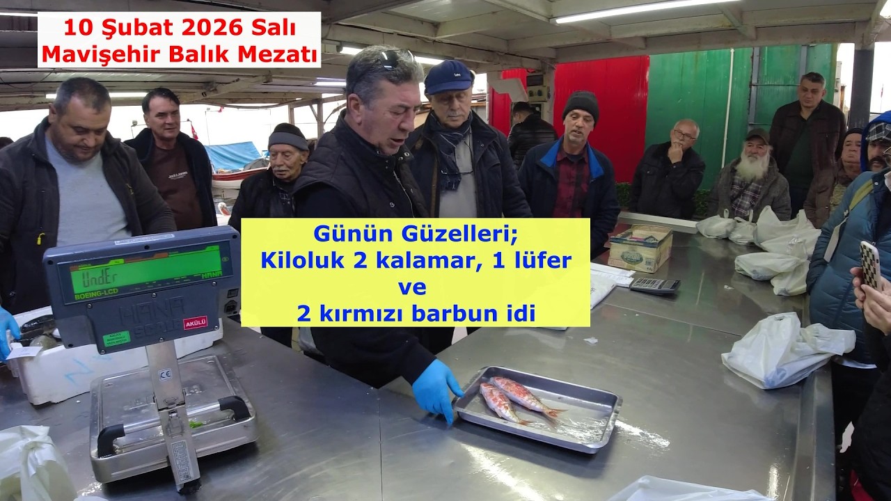 10 Şubat 2026 Salı. MAVİŞEHİR MEZATTA KİLOLUK KALAMARLAR, LÜFER VE BARBUNLAR GÜNÜN GÜZELLERİ İDİ.