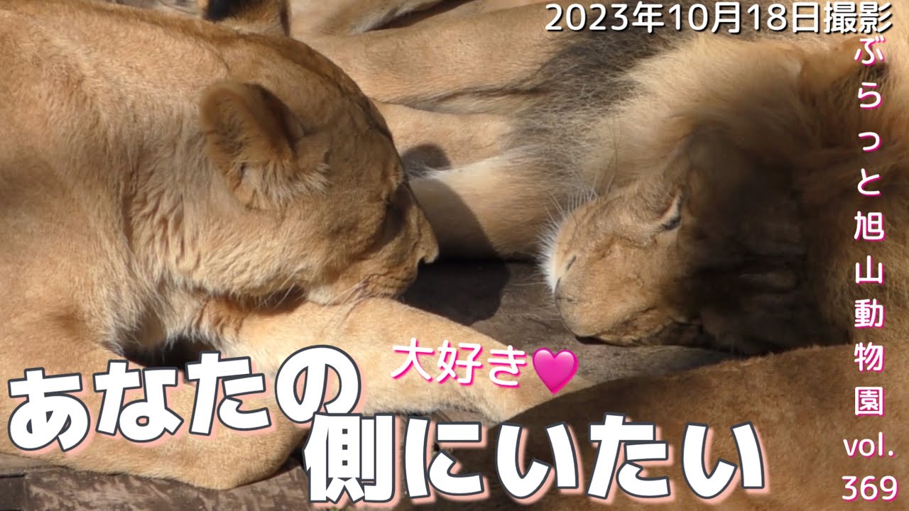 【今日のライオン】恥じらいながらオリトの側にいるイオ。パパ女子に囲まれる。＃ファミリーvol369@旭山動物園/lion wife wants to be close to her husband