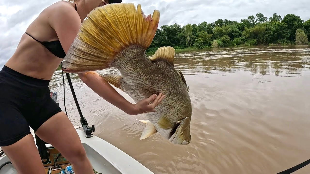 Огромное скопление баррамунди во время муссона.