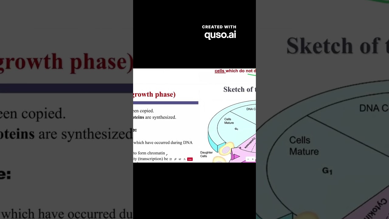 G2 Phase : Mitosis preparation
