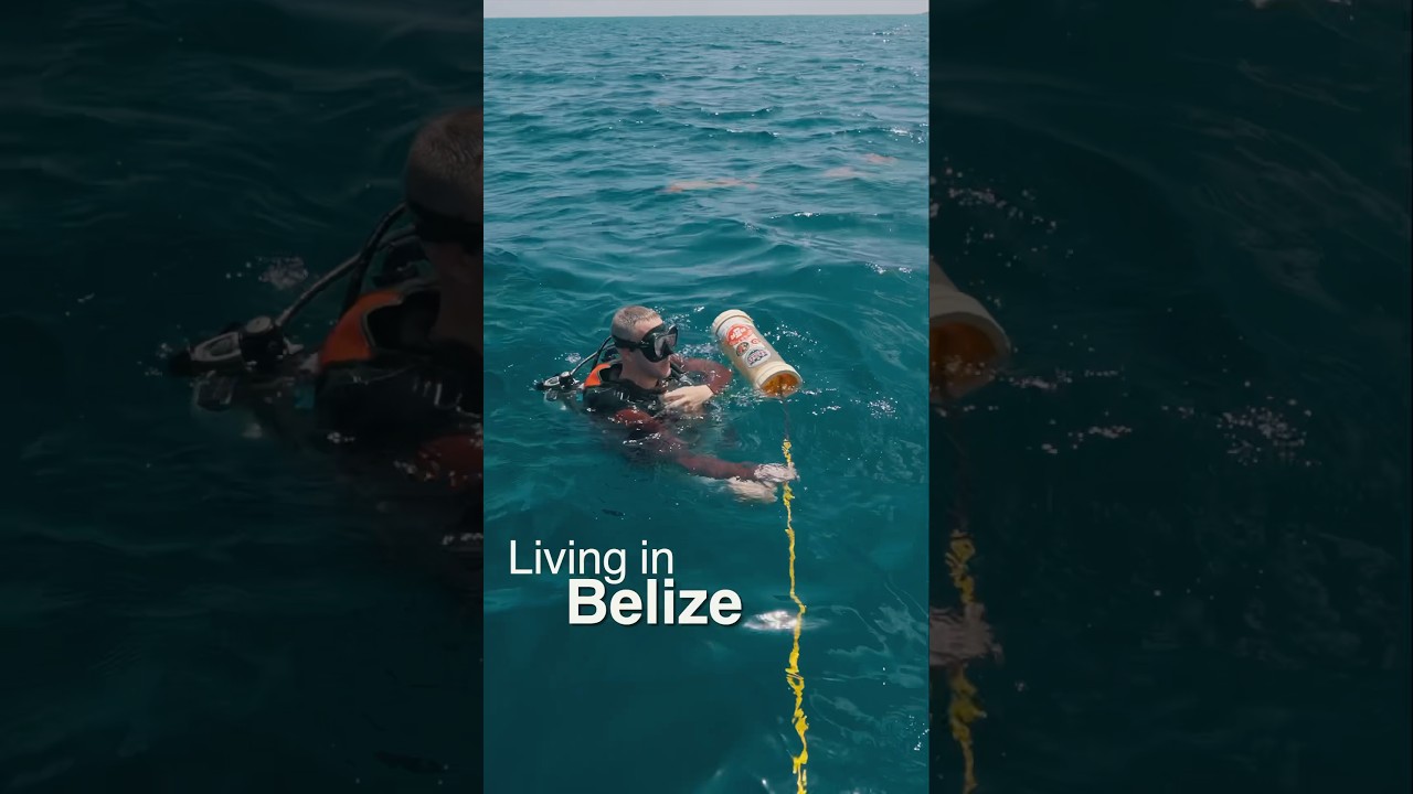 The magic of diving in Belize 🇧🇿 #belize #diving #dolphins