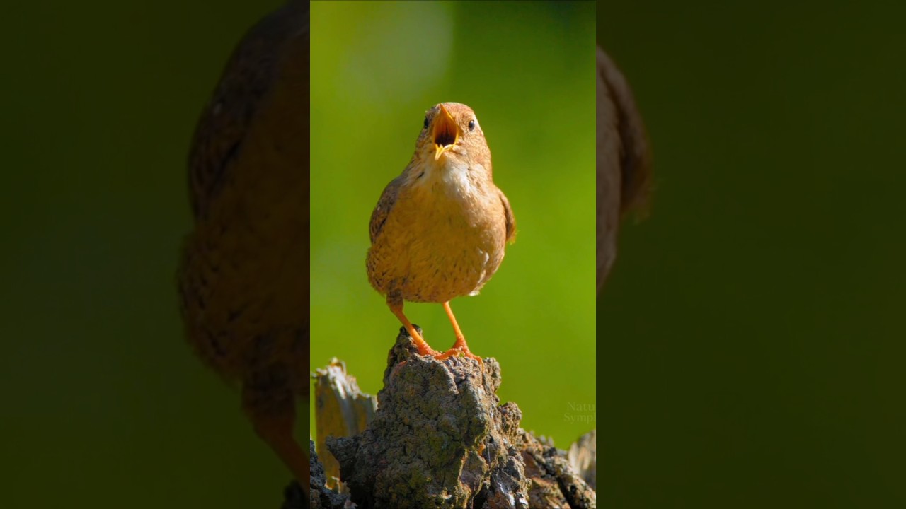 Relaxing Bird Sounds for Sleep, Study & Focus &ndash; Beautiful Morning Birdsong & Nature Ambience