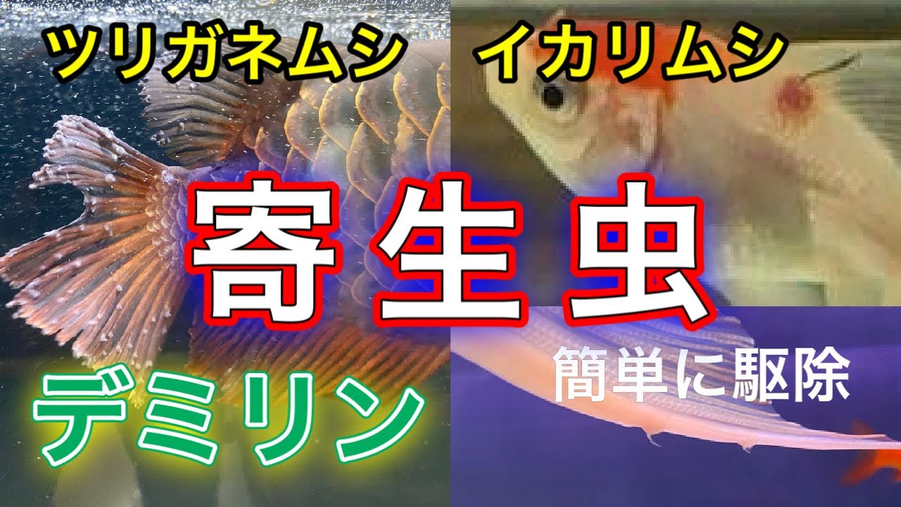 【簡単！】ツリガネムシやイカリムシなどの寄生虫を駆除するにはデミリン！ アロワナや錦鯉、金魚に影響なし