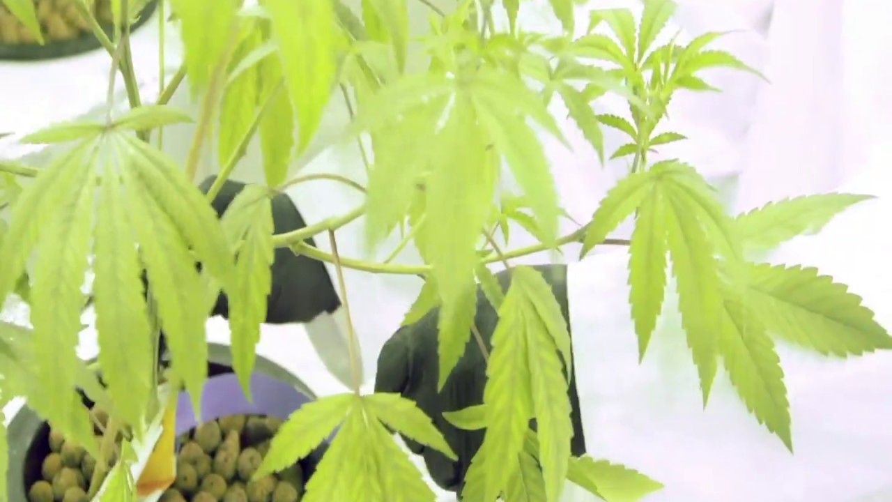Growing cannabis in Ontario, Canada