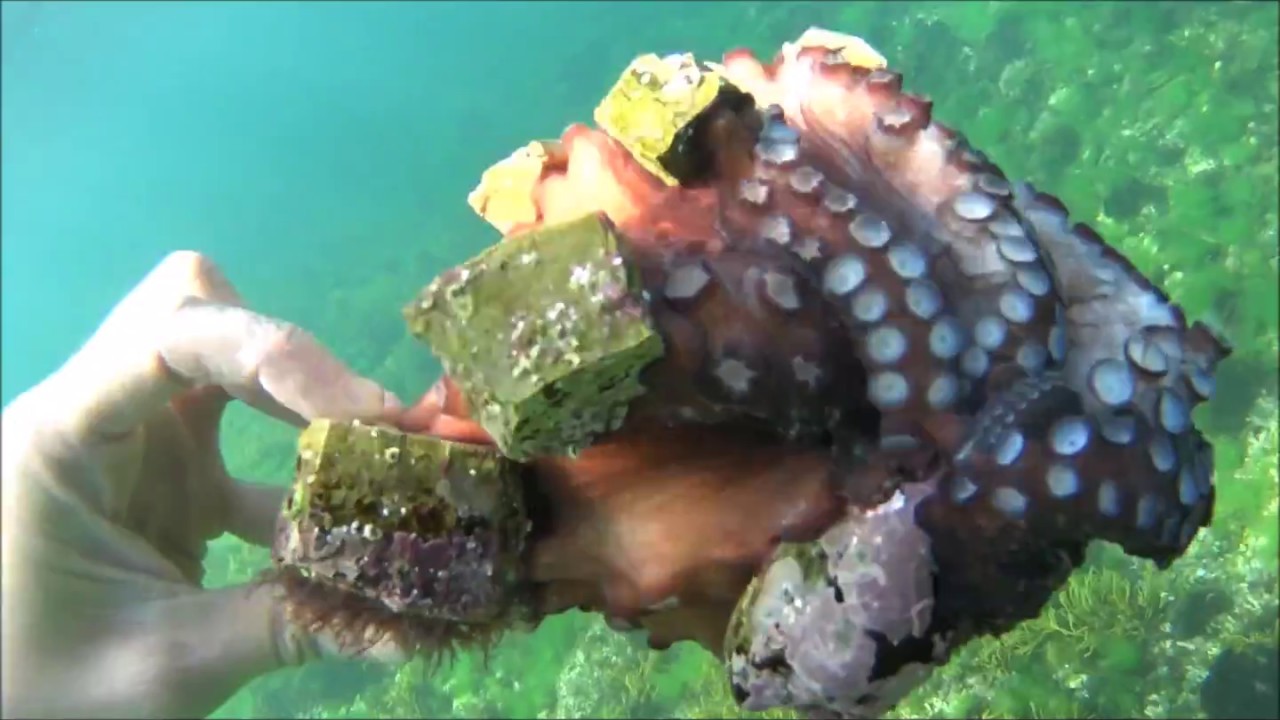 Snorkel Gijón, Asturias (pulpos y centollos)