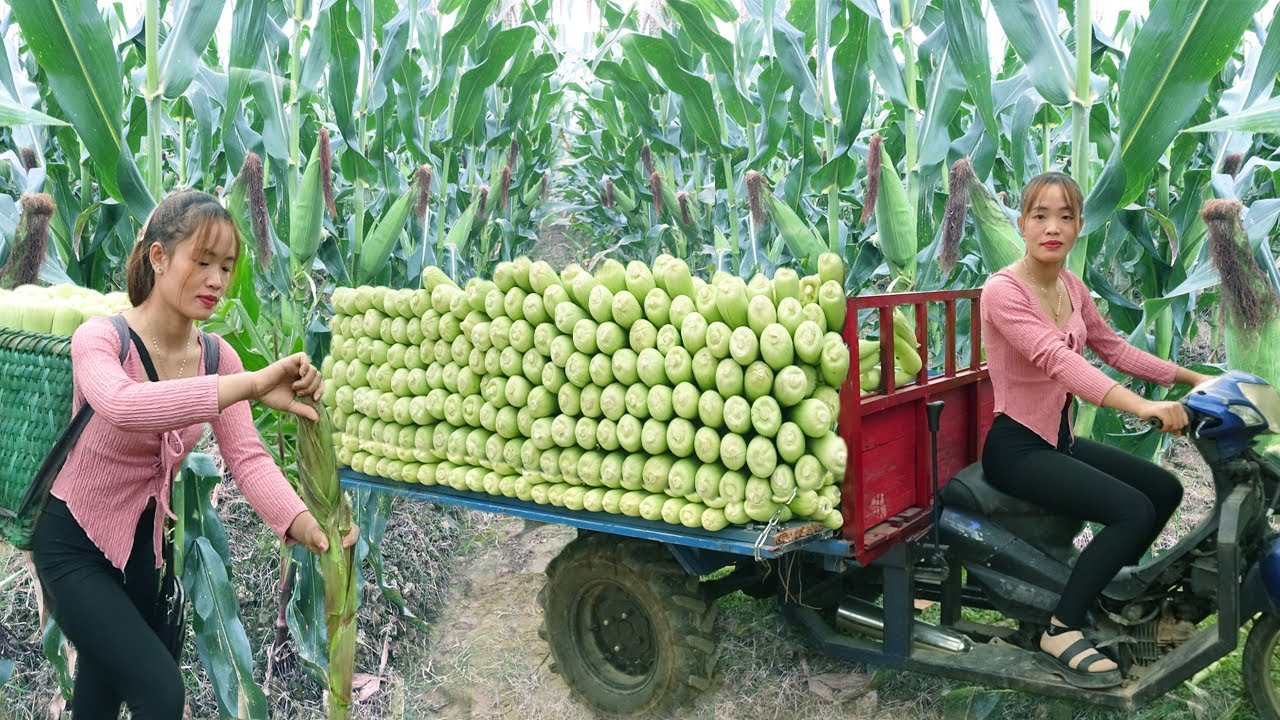 Use 3-wheeled Vehicle Harvesting Many Corn Goes To Market Sell - Giang Thi Ca