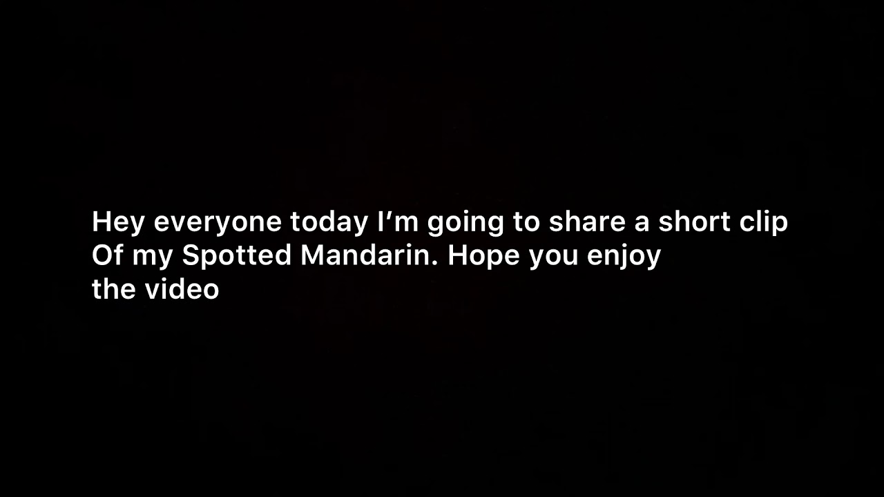 Spotted Mandarin ( Relaxing Video )