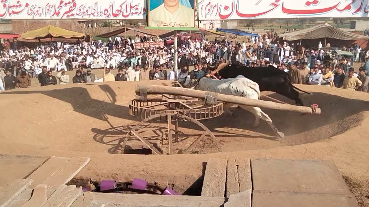 15 فروری 2026 اکھاڑہ بیل ٹومبی کنتریلی چیمپئن زمیندار حاجی چوہدری عرفان سردار جادہ 10 منٹ 199/75۔