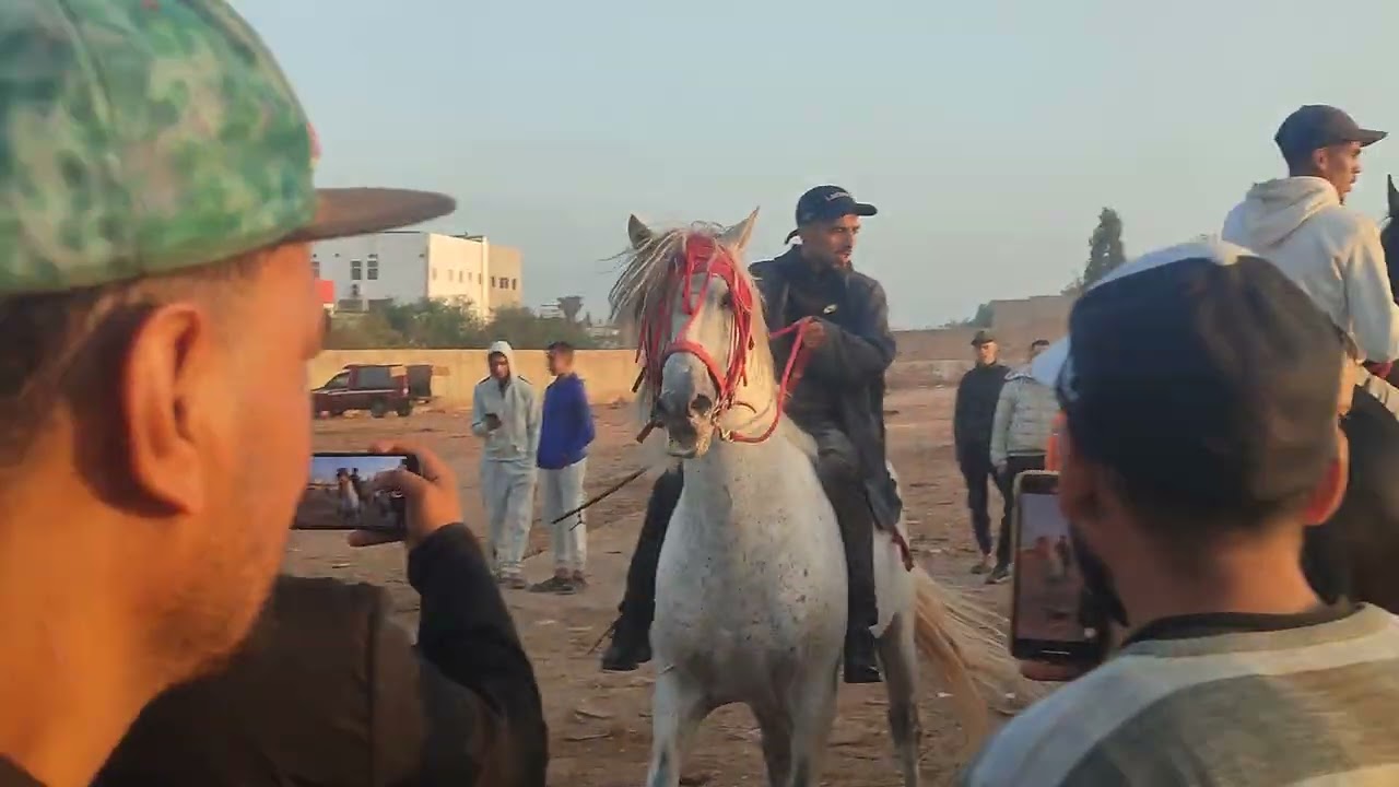 خيول با دريس دارت روينة فالسوق سطات
