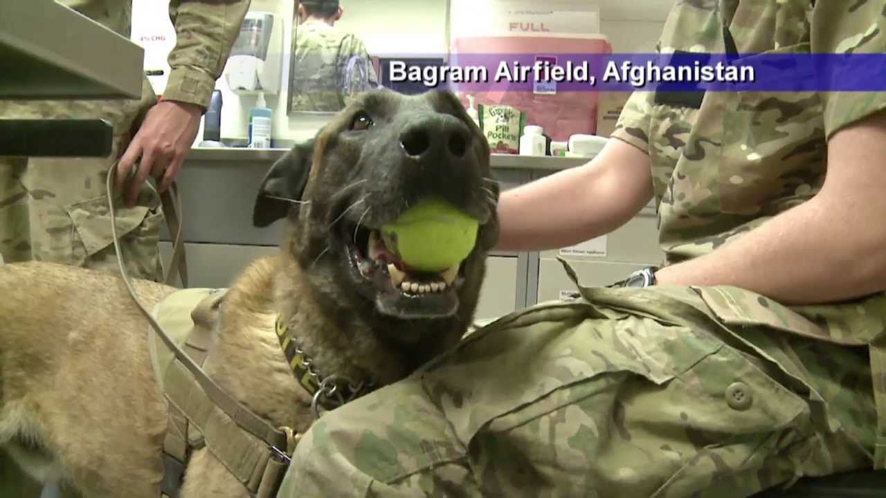 Air Force Report: Military Working Dog Retires
