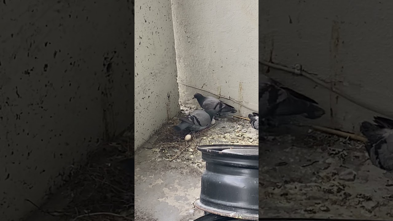 Nesting bird at the balcony😫