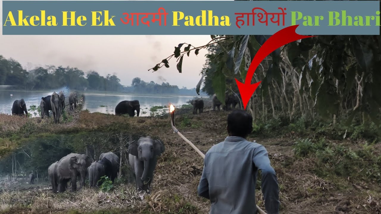 Akela He Ek Admi Padha Haathion Par Bhari||Shoking Moment 😱@DDWildAnimal 