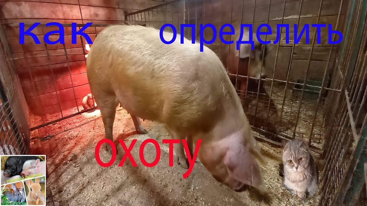 Охота у свиней! как определить и когда подпускать к хряку