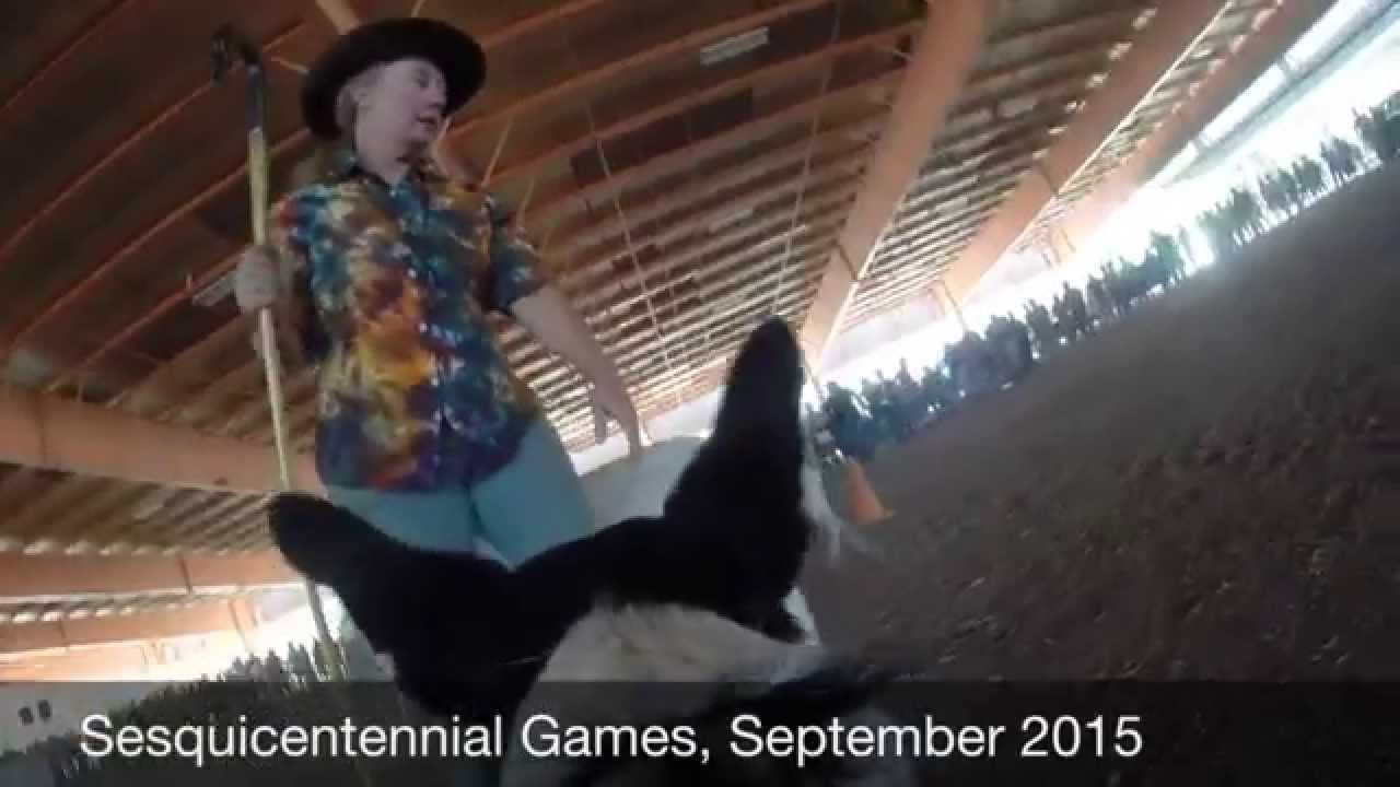 Sheepdog Trials at the Sesquicentennial Games