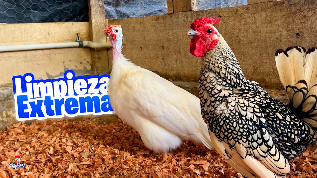 Limpiando y desinfectando mi gallinero Grande 🐔 ¡Así quedó! 😱