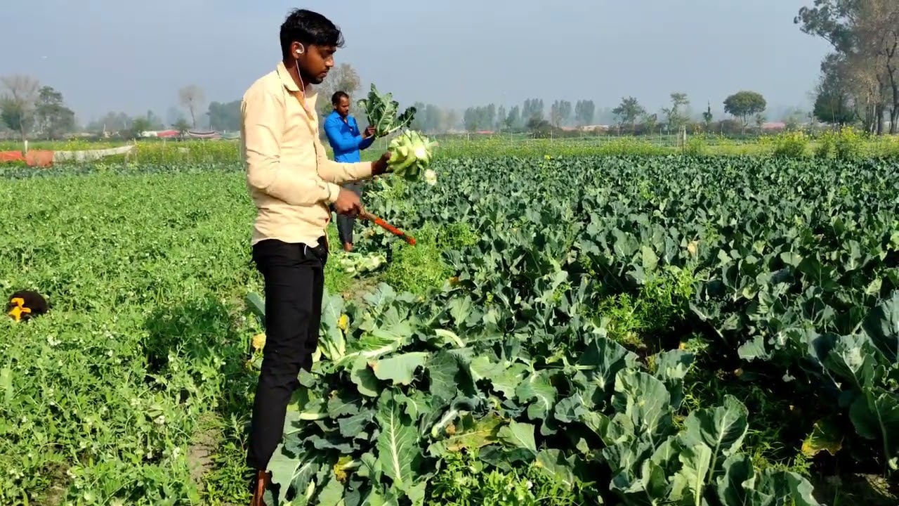 Farmers of Uttar Pradesh doing farming
