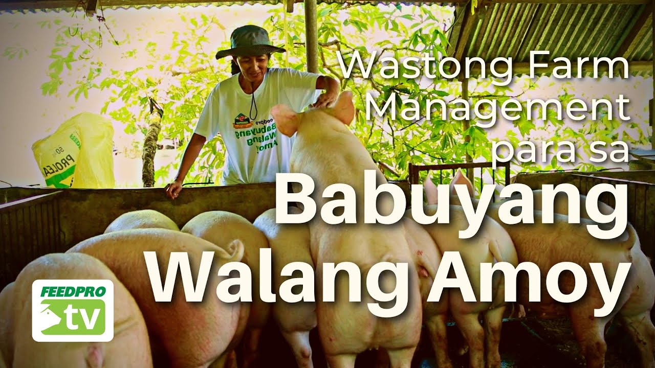 Wastong Farm Management para sa  Babuyang Walang Amoy