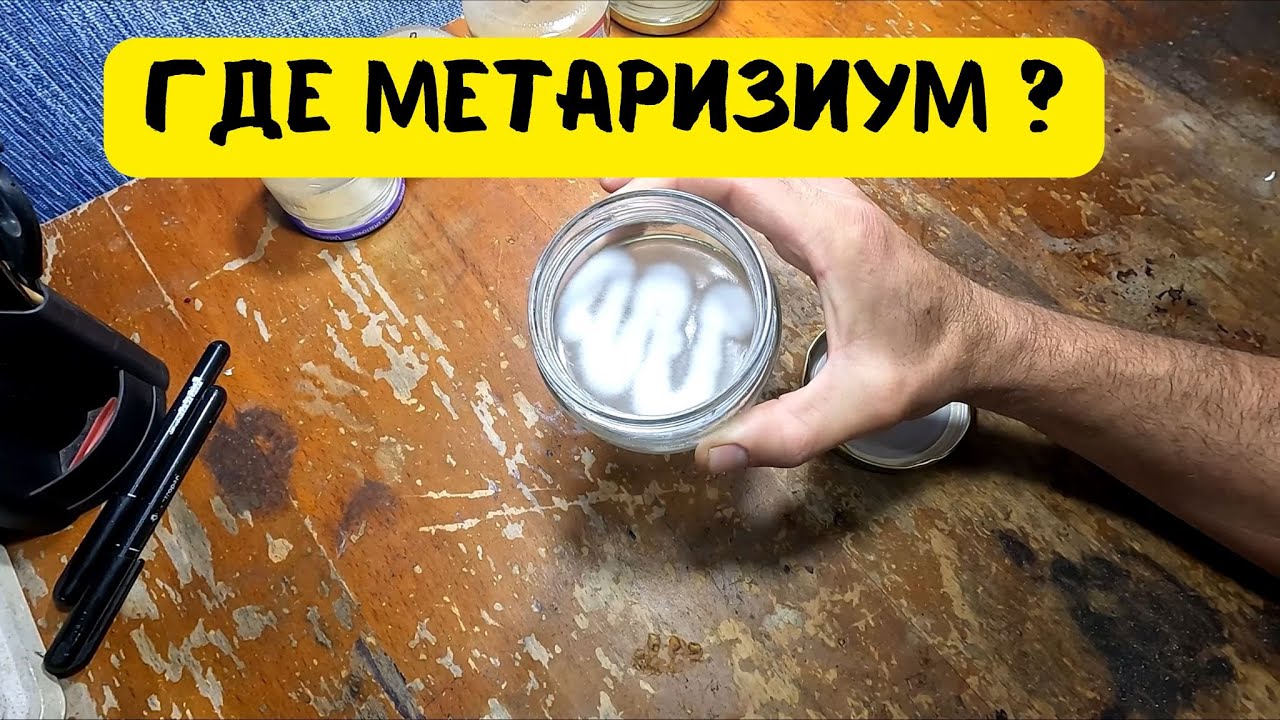 Эксперимент с грибом пошёл не по плану!