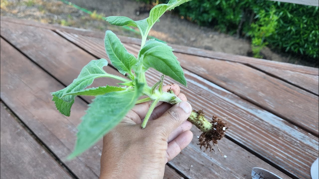 Growing Sunflower Plants From Cuttings (with all updates)