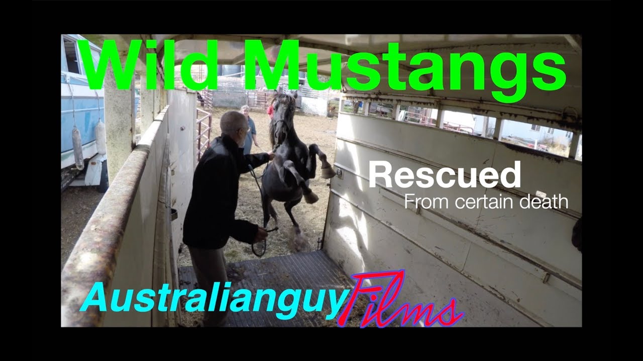 Wild Mustangs saved from the butcher
