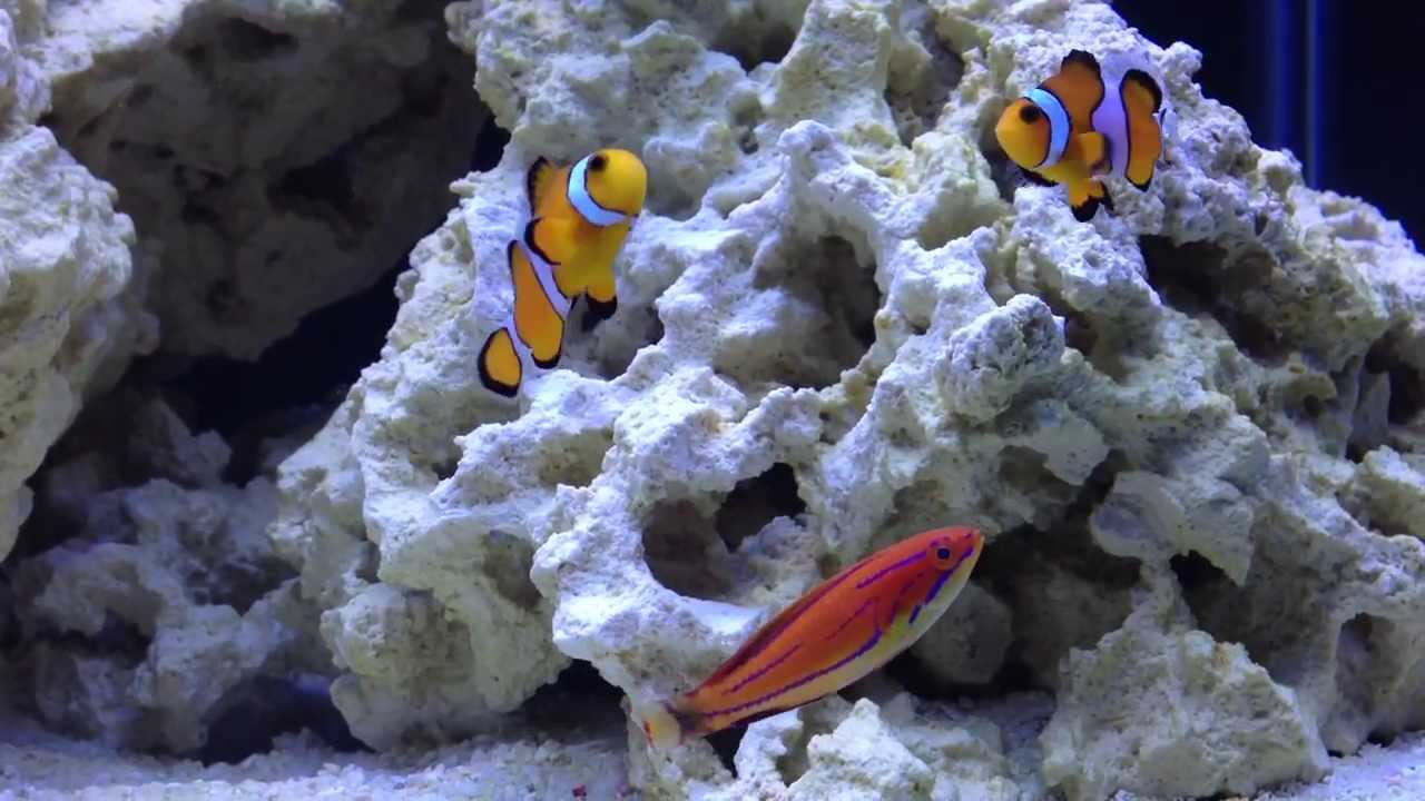 McCosker's Flasher Wrasse