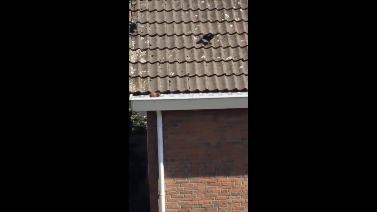 Marter op dak op klaarlichte dag