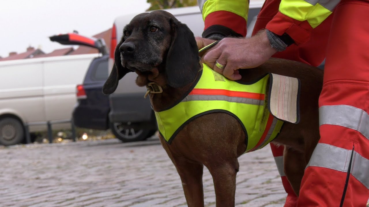 Training der ASB-Rettungshundestaffel