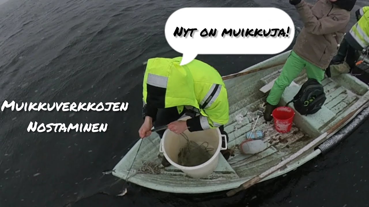 Muikkuverkkojen lasku/nostaminen | 2024 |