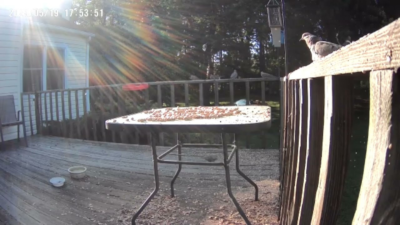 Archive Files of Birdbath Cam Compilation 20250520 A