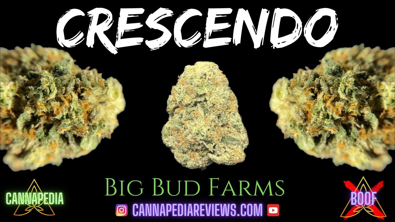 Crescendo Strain Review - Big Bud Farms - Cannapedia