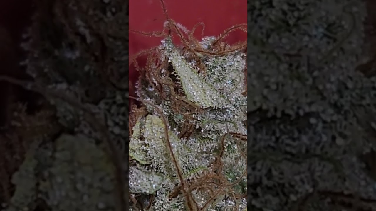 dried and trimmed King #reeferman #canada #cannabis