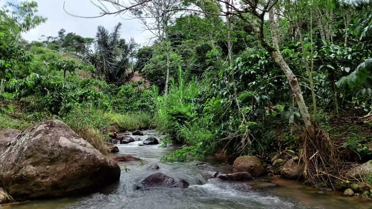 Peaceful Forest River Sounds with Gentle Flow and Soft Sunlight Through Dense Trees